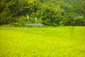 view of green expanse of rice fields in the rice fields Royalty Free Stock Photo