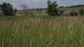 View of the green field.