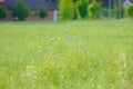 View of a green field with blooming blue cornflowers. Wild grasses and flowers Royalty Free Stock Photo