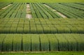 View of the green field of grain. Royalty Free Stock Photo