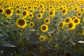 View of a green field of sunflower with blooming flowers directed to the sun. Royalty Free Stock Photo