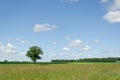 View of green field and tree blue sky background Royalty Free Stock Photo