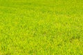 view of green field of winter wheat in early spring closeup Royalty Free Stock Photo