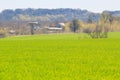 view of green field of winter wheat in early spring Royalty Free Stock Photo