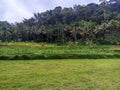 Green views of coconut trees and corn trees in a wide expanse of fields