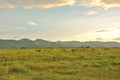 View of green fields with cows grazing. Mountains and sunset  background Royalty Free Stock Photo