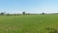 View of green fields planted with rice with clear blue sky in northern Peru Royalty Free Stock Photo