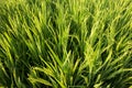 A view of green fields of rice. Royalty Free Stock Photo