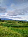 the view of the green fields of rice fields Royalty Free Stock Photo