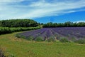 A view of the green fields and rows of Lavender bushes in the Kent countryside Royalty Free Stock Photo