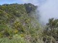 View of green foggy misty mountain landscape covered with yellow flowers and white dry trees at hiking trail PR12 to Royalty Free Stock Photo