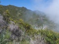 View of green foggy misty mountain landscape covered with yellow flowers and white dry trees at hiking trail PR12 to Royalty Free Stock Photo