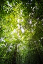View of green forest from below. Royalty Free Stock Photo