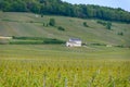 View on green grand cru champagne vineyards near villages Avize and Oger, CÃÂ´te des Blancs area, Champange, France