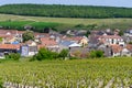 View on green grand cru champagne vineyards near villages Cramant CÃÂ´te des Blancs area, Champange, France