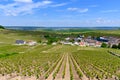 View on green grand cru champagne vineyards near villages Cramant CÃÂ´te des Blancs area, Champange, France