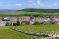 View on green grand cru champagne vineyards near villages Cramant CÃÂ´te des Blancs area, Champange, France