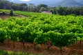 Plantation of high-quality PDO certified walnuts trees on foothills of Alps near Grenoble, France