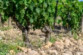 View on green grand cru vineyards Cotes de Provence, production of rose wine near Grimaud village, Var, France Royalty Free Stock Photo