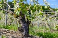 View on green grape leaves premier cru champagne vineyards in village Hautvillers near Epernay, spring in Champange, France Royalty Free Stock Photo