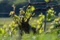 View on green grape leaves premier cru champagne vineyards in village Hautvillers near Epernay, spring in Champange, France Royalty Free Stock Photo