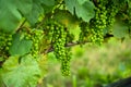 Green grapes on the vine from winery vineyard farm