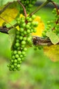 Green grapes on the vine from winery vineyard farm