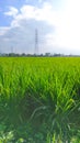 Green grass in the morning - stock photo