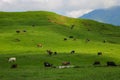 View of the green hills and mountainsides. A clear sunny day. On the slopes in the distance sheep and cows graze. Selective focus