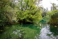 Flooded forest