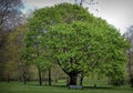 View of green leafy trees in scenic park Royalty Free Stock Photo