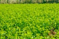 View of the green leaves of the silkworm mulberry