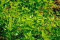 View of the green leaves of the silkworm mulberry