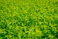 View of the green leaves of the silkworm mulberry