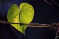 BRIGHT GREEN HEART SHAPED MORNING GLORY LEAF ON A VINE