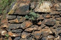 MAIDENHAIR FERN IN ROCK WALL