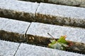 View of a green maple leaf with an orange edging that lies on the street on a granite stone. Autumn concept