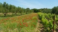 View on green meadow with red corn poppy flowers, olive trees orchard and vine plants against blue summer sky - Croatia, Pakostane