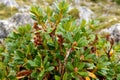 View of green mountain plants with dew drops Royalty Free Stock Photo