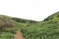 A view of green mountains and grass, dirt roads