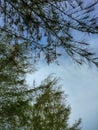 View of the green nature of mangrove leaves