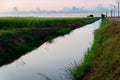 View of green paddy field with water canal at dawn in ebro delta national park, quiete scene with warm light and clouds. Rice is Royalty Free Stock Photo