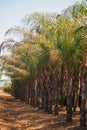 ROWS OF PALM TREES WITH GREEN PALM BRANCHES Royalty Free Stock Photo