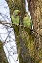 View of green parakeets Psittacula krameri Royalty Free Stock Photo