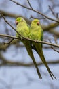 View of green parakeets Psittacula krameri Royalty Free Stock Photo