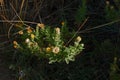 YELLOW PAPERY HELICHRYSUM FLOWERS