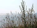 Summer landscape with coast, grass and sea, Suomenlinna, Helsinki