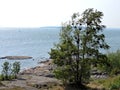 Summer landscape with coast, tree and sea, Suomenlinna, Helsinki