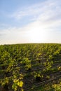 View on green premier cru champagne vineyards in village Hautvillers near Epernay, Champange, France Royalty Free Stock Photo