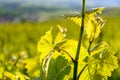 View on green premier cru champagne vineyards in village Hautvillers near Epernay, Champange, France Royalty Free Stock Photo